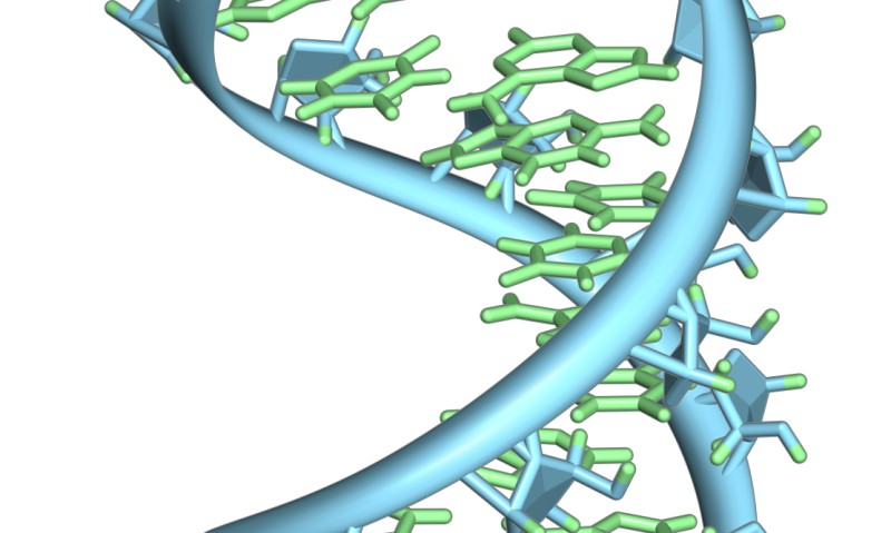 图片说明：前信使核糖核酸（mRNA）环。突出显示的是核碱基（绿色）和核糖磷酸骨架（蓝色）。 图片来源：维基百科